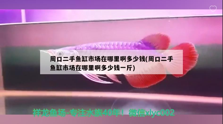 周口二手魚(yú)缸市場(chǎng)在哪里啊多少錢(qián)(周口二手魚(yú)缸市場(chǎng)在哪里啊多少錢(qián)一斤)