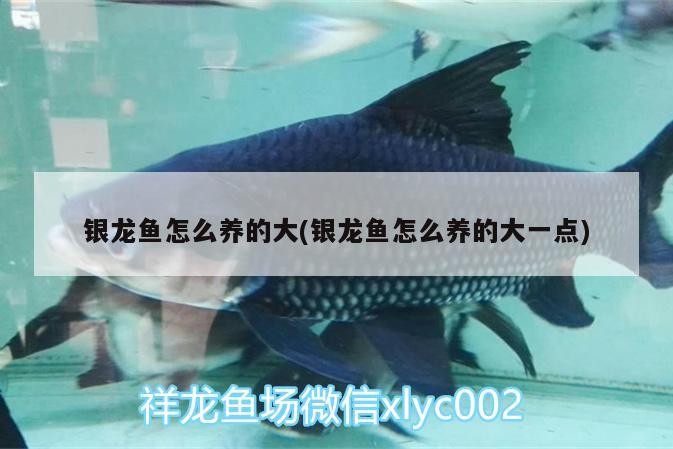 銀龍魚怎么養的大(銀龍魚怎么養的大一點)