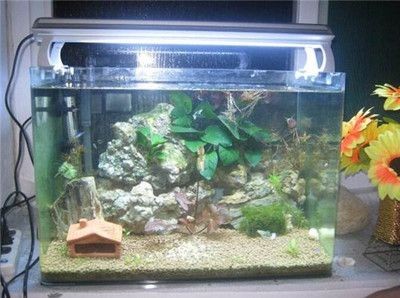 不用清理的魚缸：如何尋找不用清理的魚缸用戶？