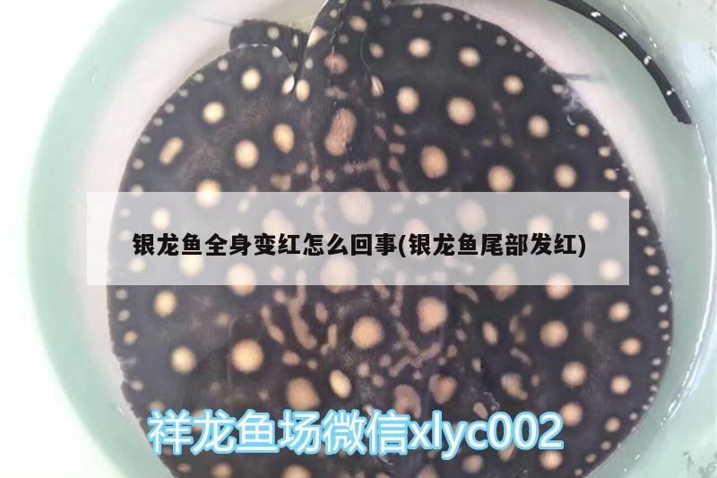 銀龍魚全身變紅怎么回事(銀龍魚尾部發紅)
