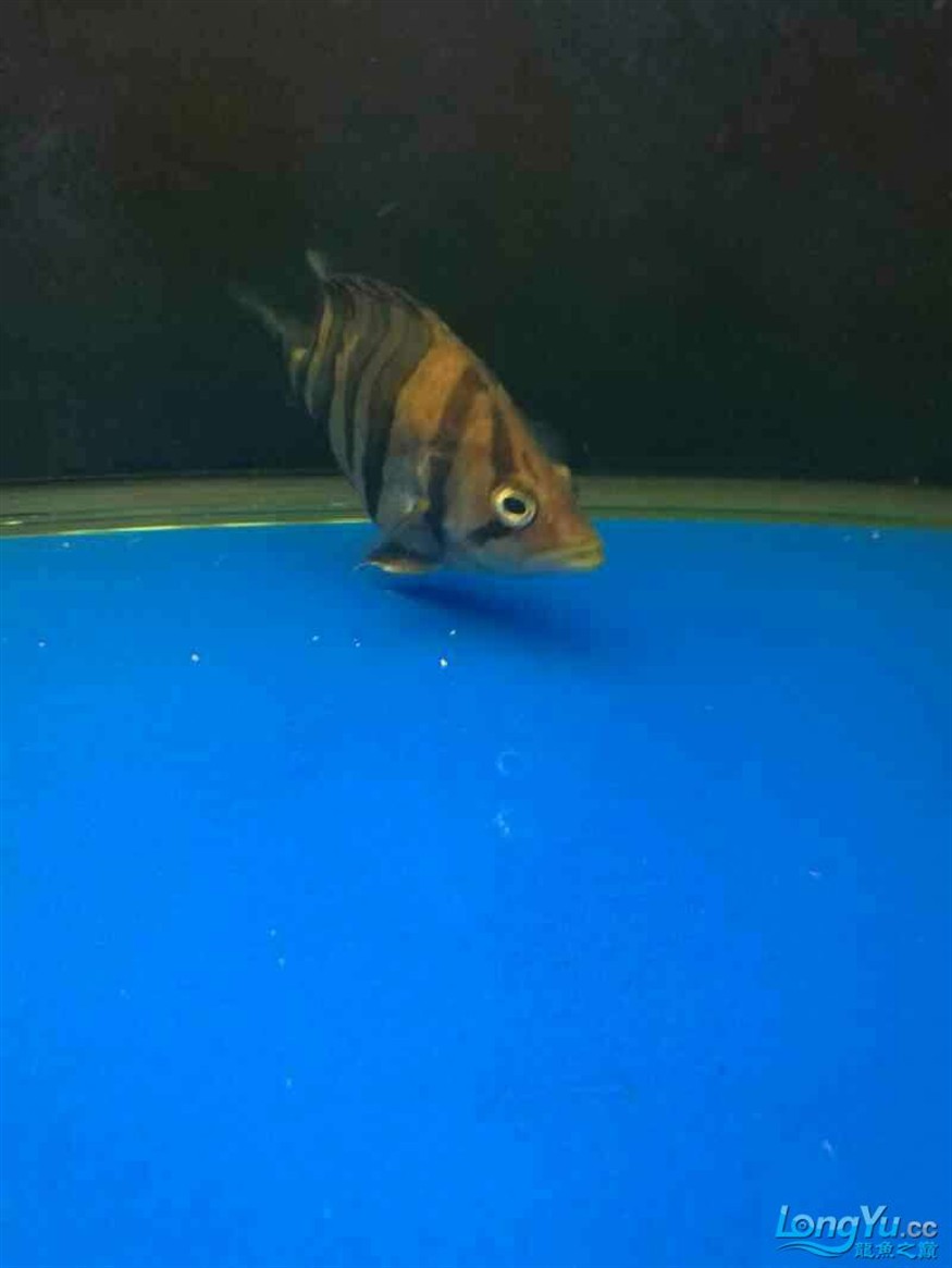 各位大神看看你的虎魚(yú)眼睛正常嗎？今天剛發(fā)現(xiàn)跟別的魚(yú)不一樣了眼珠發(fā)白非常清澈
