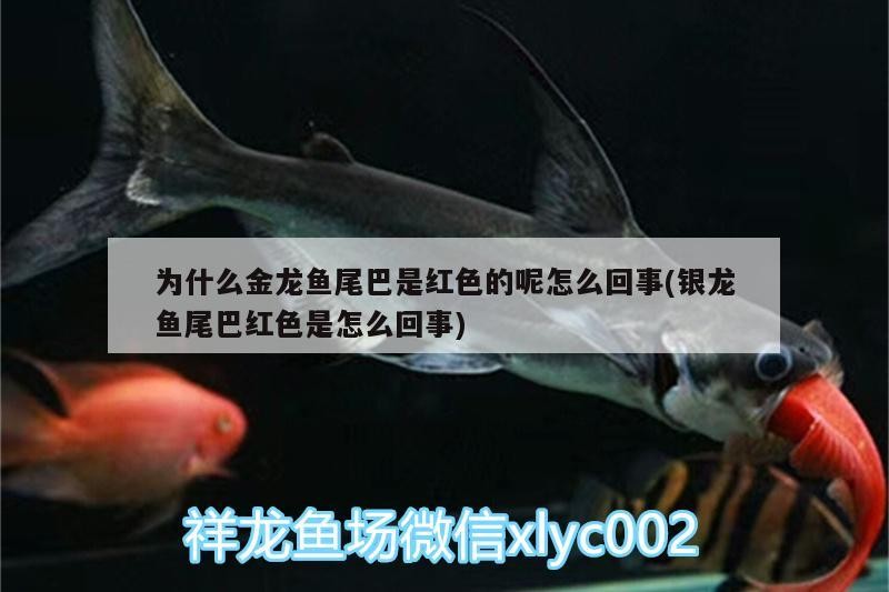 為什么金龍魚尾巴是紅色的呢怎么回事(銀龍魚尾巴紅色是怎么回事)
