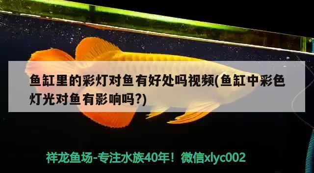 魚缸里的彩燈對魚有好處嗎視頻(魚缸中彩色燈光對魚有影響嗎?)