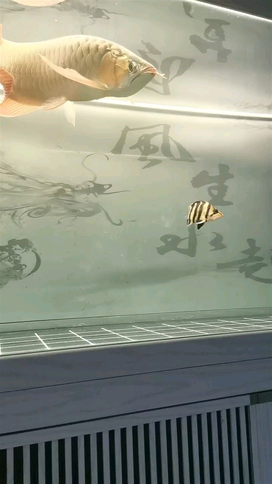虎很活潑