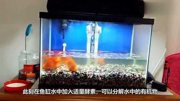 龍魚虎魚水溫多少適宜（龍魚虎魚水溫多少適宜養(yǎng)）