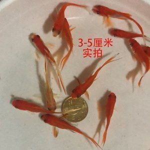 紅龍魚魚苗多少錢一條啊：紅龍魚魚苗價格趨勢分析紅龍魚魚苗價格趨勢分析