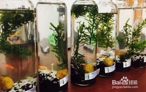 不用換水的生態魚缸的制作方法有哪些