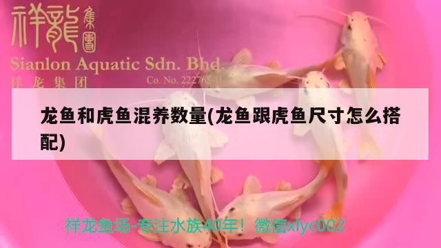 龍魚和虎魚混養數量(龍魚跟虎魚尺寸怎么搭配) 龍魚和虎魚混養數量(龍魚跟虎魚尺寸怎么搭配) 虎魚百科