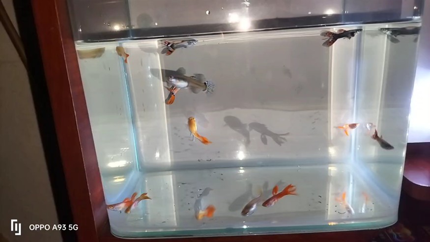自己培育的孔雀魚特殊尾型