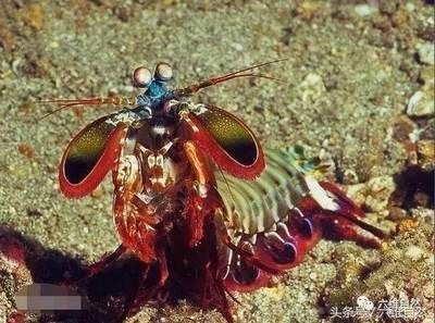 血鉆紅龍魚（血紅龍魚視頻）