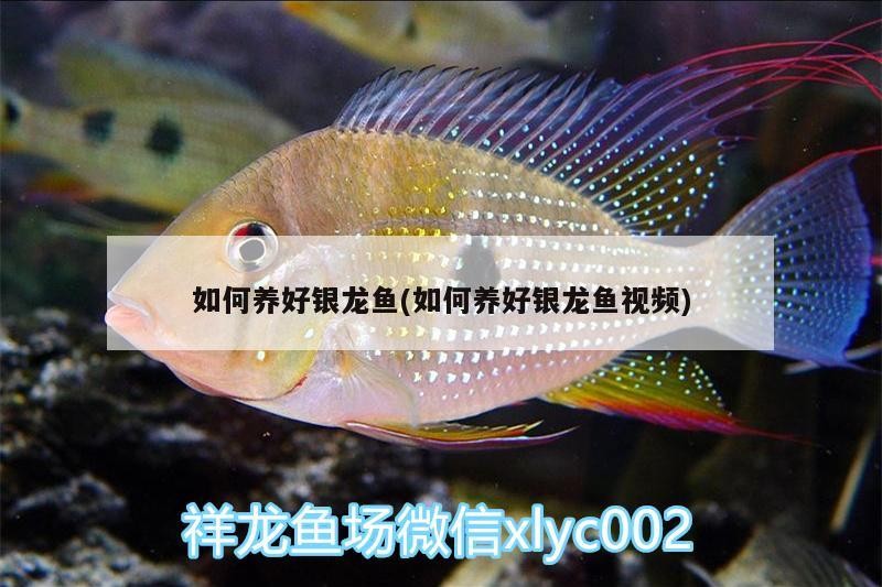 如何養(yǎng)好銀龍魚(如何養(yǎng)好銀龍魚視頻)