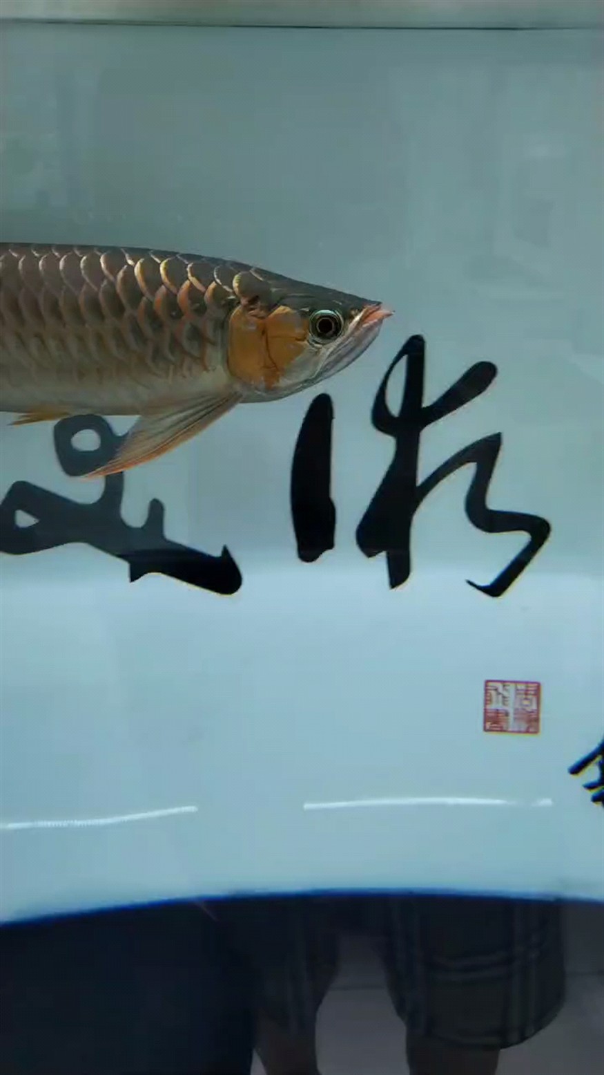 兜嘴手術做完，須子撞斷