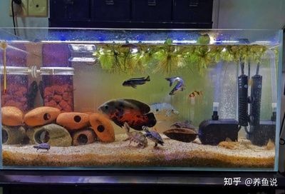 1.2米魚缸用多少鹽：1.2米魚缸用多少鹽，添加鹽的目的是為了改變滲透壓