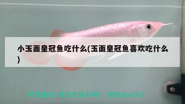 小玉面皇冠魚吃什么(玉面皇冠魚喜歡吃什么)