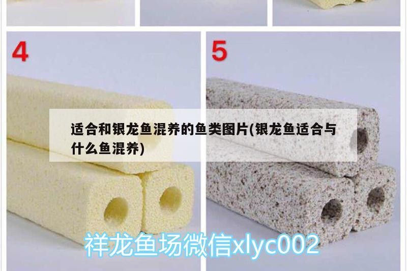 新到家的小虎魚 適合和銀龍魚混養的魚類圖片(銀龍魚適合與什么魚混養) 銀龍魚百科 適合和銀龍魚混養的魚類圖片(銀龍魚適合與什么魚混養) 適合和銀龍魚混養的魚類圖片(銀龍魚適合與什么魚混養) 銀龍魚百科