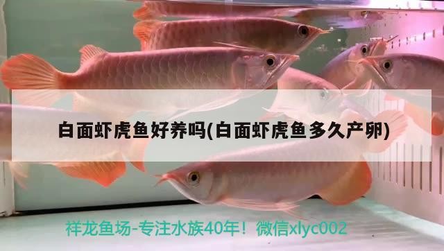 白面蝦虎魚好養嗎(白面蝦虎魚多久產卵) 白面蝦虎魚好養嗎(白面蝦虎魚多久產卵) 虎魚百科