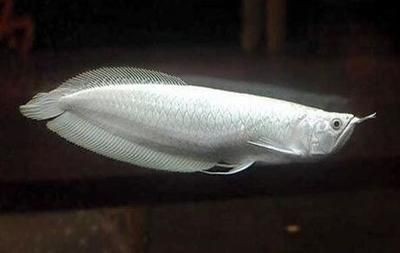 金龍魚銀色市場價格多少錢