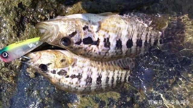 海南觀賞魚(yú)養(yǎng)殖基地有哪些品種（海南觀賞魚(yú)養(yǎng)殖基地介紹）