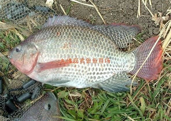 海南觀賞魚(yú)養(yǎng)殖基地有哪些品種（海南觀賞魚(yú)養(yǎng)殖基地介紹）