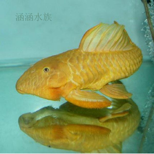 觀賞魚嘴上長(zhǎng)白毛（關(guān)于觀賞魚嘴上長(zhǎng)白毛的幾種解決方案）