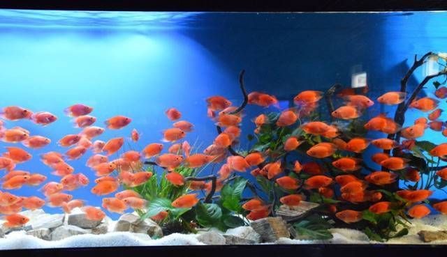 觀賞魚嘴上長(zhǎng)白毛（關(guān)于觀賞魚嘴上長(zhǎng)白毛的幾種解決方案）