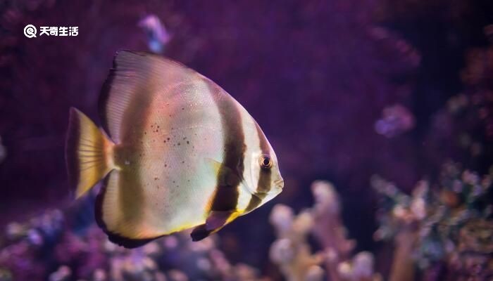 觀賞魚嘴上長白毛（關于觀賞魚嘴上長白毛的幾種解決方案）