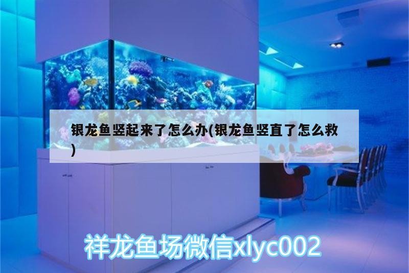 銀龍魚豎起來了怎么辦(銀龍魚豎直了怎么救)