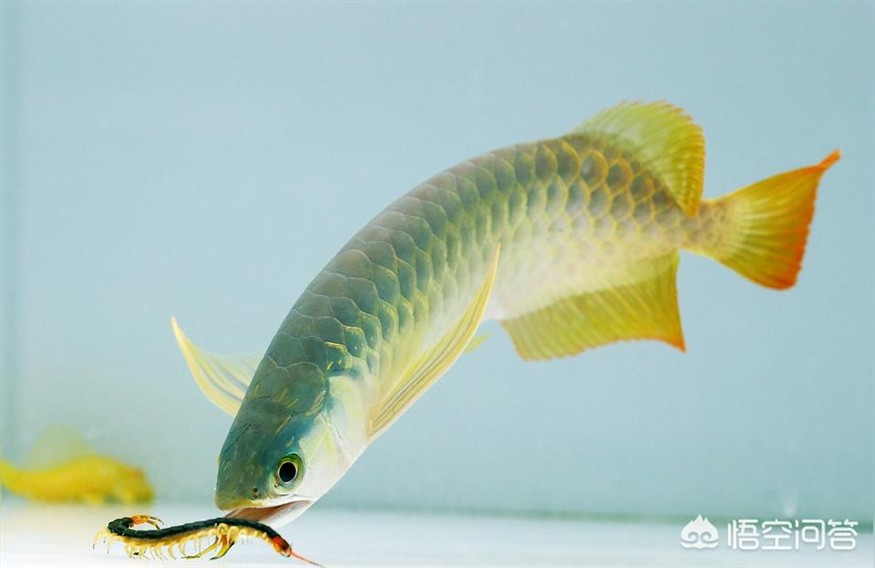 龍魚干蝦有營養嗎 紅龍魚用燈:紅龍什么時候加側燈 紅龍魚百科 紅龍魚用燈:紅龍什么時候加側燈 紅龍魚用燈:紅龍什么時候加側燈 紅龍魚百科