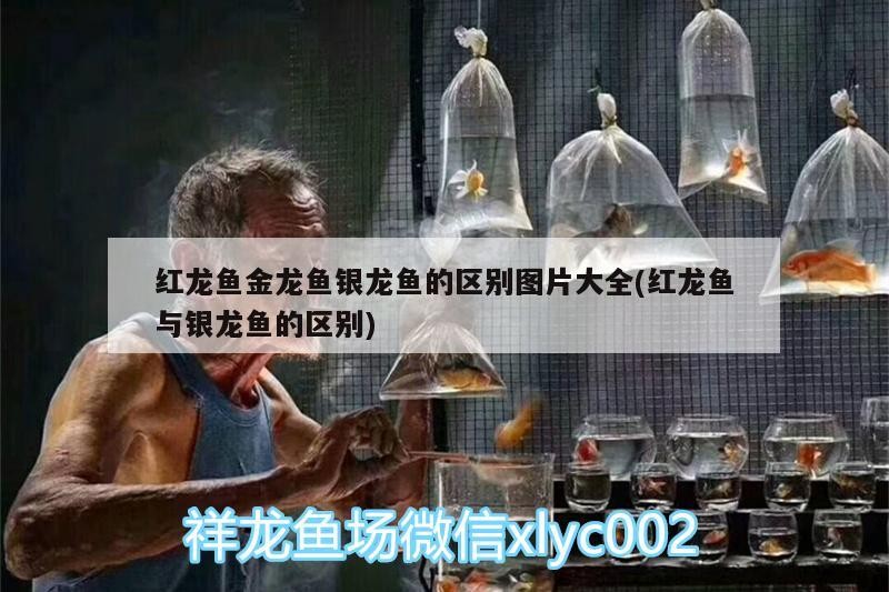 紅龍魚金龍魚銀龍魚的區別圖片大全(紅龍魚與銀龍魚的區別)