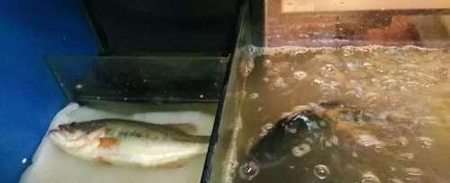 黃金河虎魚種類（黃金河虎魚品種）