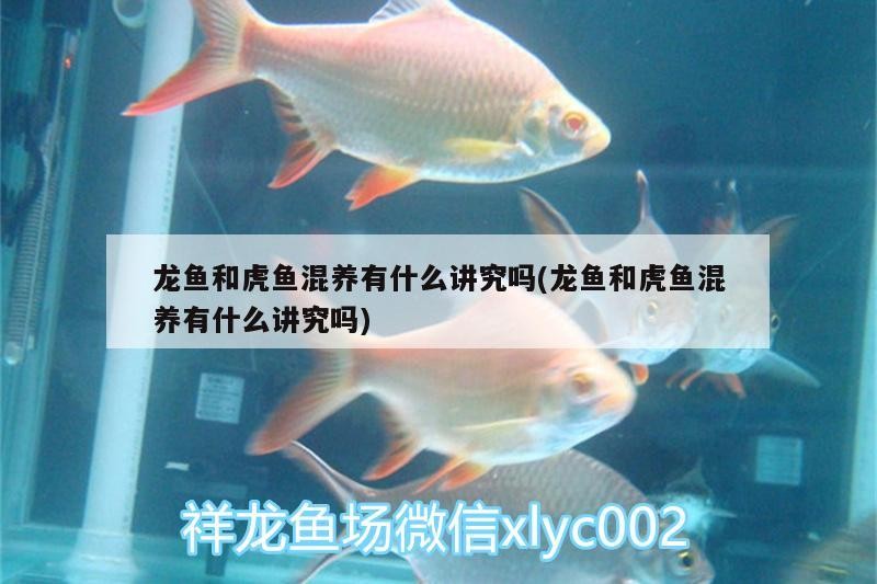 龍魚和虎魚混養有什么講究嗎(龍魚和虎魚混養有什么講究嗎) 龍魚和虎魚混養有什么講究嗎(龍魚和虎魚混養有什么講究嗎) 虎魚百科
