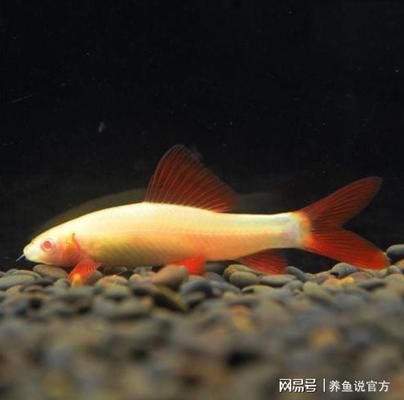 紅龍魚學名（紅龍魚學名叫什么）