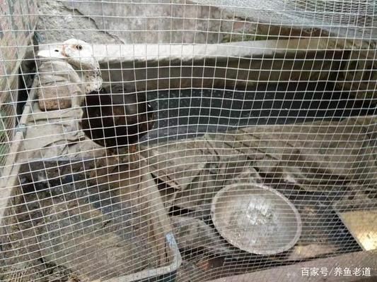 大魚缸金魚怎么養(yǎng)才能活得長久一些：養(yǎng)金魚最重要的是要掌握正確的飼養(yǎng)方法 大魚缸金魚怎么養(yǎng)才能活得長久一些：養(yǎng)金魚最重要的是要掌握正確的飼養(yǎng)方法 魚缸百科 第1張