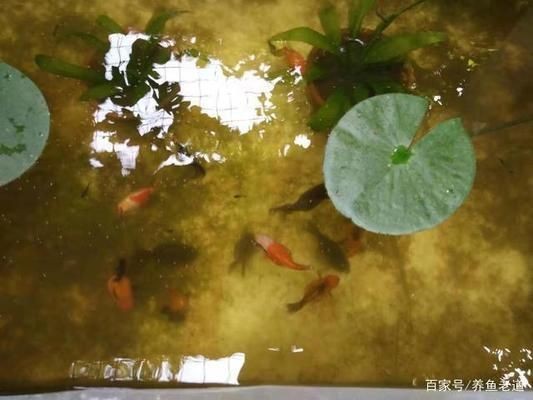 大魚缸金魚怎么養(yǎng)才能活得長久一些：養(yǎng)金魚最重要的是要掌握正確的飼養(yǎng)方法 大魚缸金魚怎么養(yǎng)才能活得長久一些：養(yǎng)金魚最重要的是要掌握正確的飼養(yǎng)方法 魚缸百科 第3張