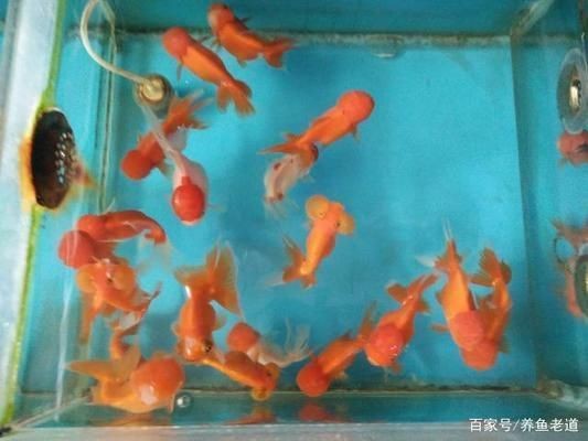 大魚缸金魚怎么養(yǎng)才能活得長久一些：養(yǎng)金魚最重要的是要掌握正確的飼養(yǎng)方法 大魚缸金魚怎么養(yǎng)才能活得長久一些：養(yǎng)金魚最重要的是要掌握正確的飼養(yǎng)方法 魚缸百科 第4張