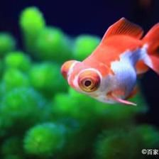 超白魚缸養什么魚好：超白魚缸如何選擇和養護