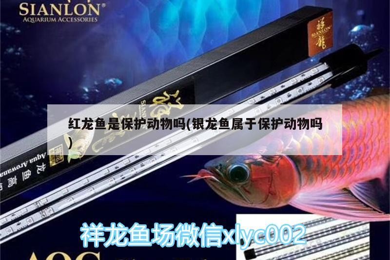 紅龍魚是保護動物嗎(銀龍魚屬于保護動物嗎) 紅龍魚是保護動物嗎(銀龍魚屬于保護動物嗎) 銀龍魚百科