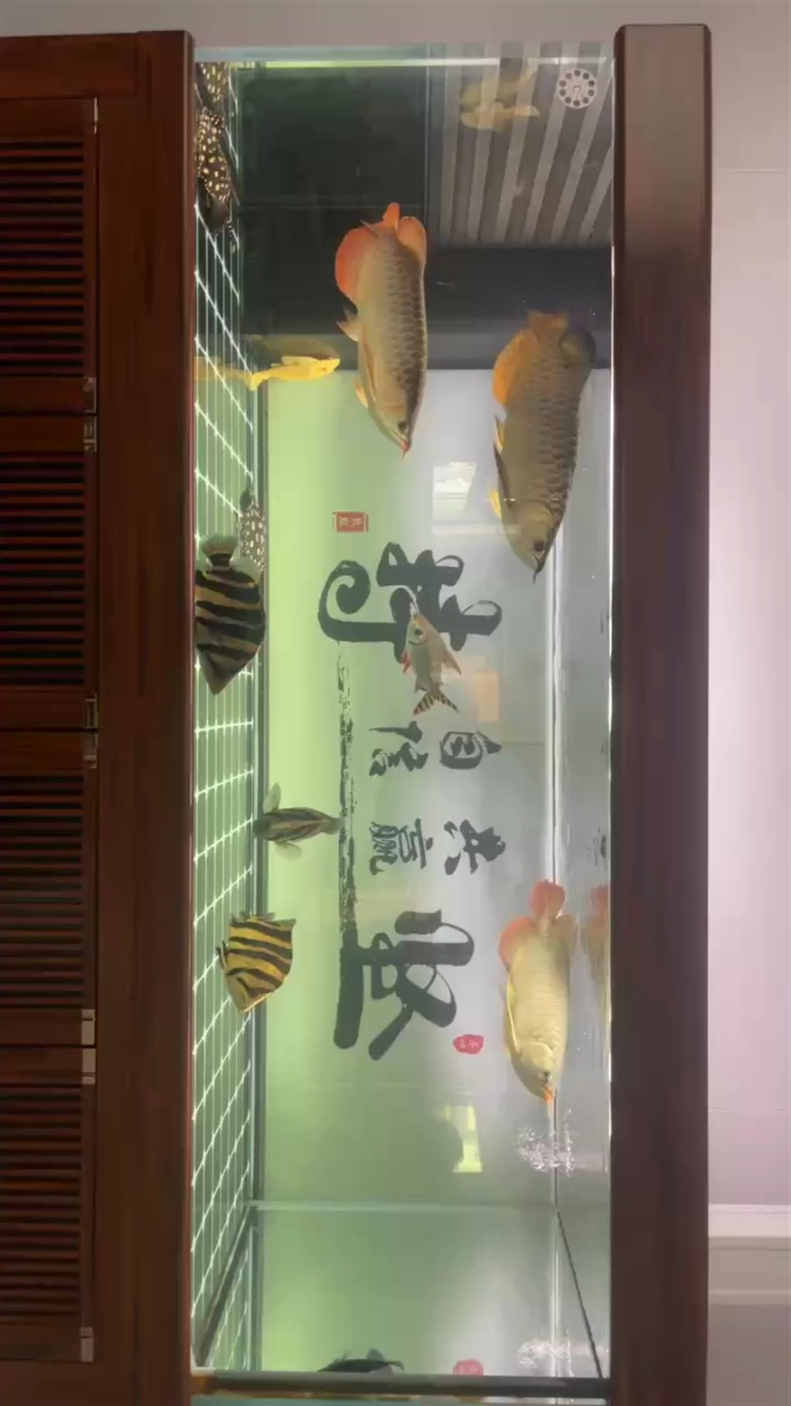 龍6個月記錄下！