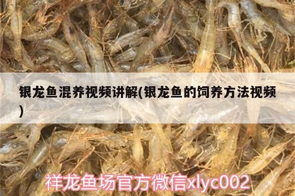 銀龍魚混養視頻講解(銀龍魚的飼養方法視頻)