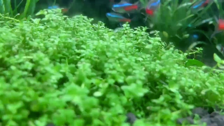 喂喂魚，發發呆！