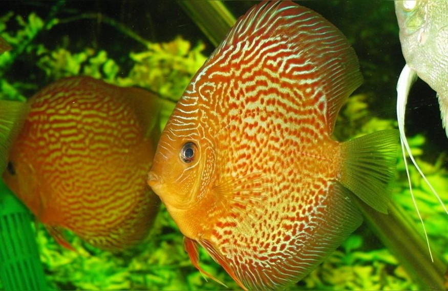血紅龍魚(yú):魚(yú)缸最好養(yǎng)的魚(yú)是什么魚(yú)最貴