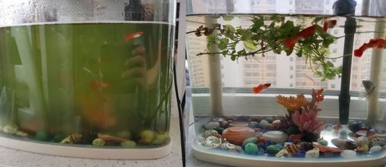 茶水倒入魚缸魚會死嗎為什么：倒入魚缸的茶水會導致魚的死亡嗎？