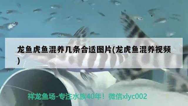 龍魚虎魚混養幾條合適圖片(龍虎魚混養視頻)