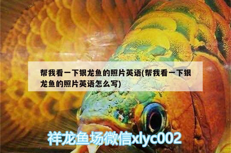幫我看一下銀龍魚的照片英語(幫我看一下銀龍魚的照片英語怎么寫)