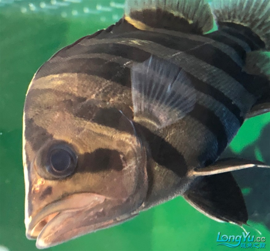看看虎魚這算蒙眼嗎？