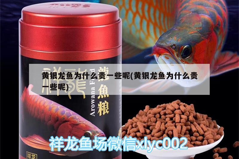 黃銀龍魚為什么貴一些呢(黃銀龍魚為什么貴一些呢)