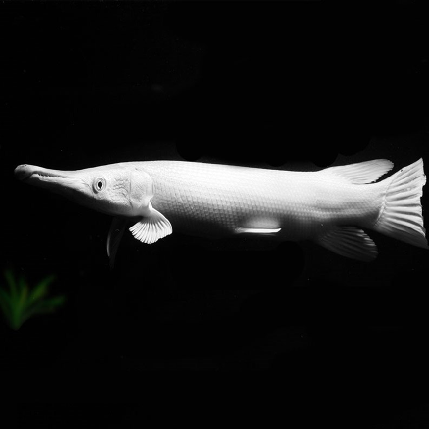 問問大家孔雀魚苗什么容器養(yǎng)？