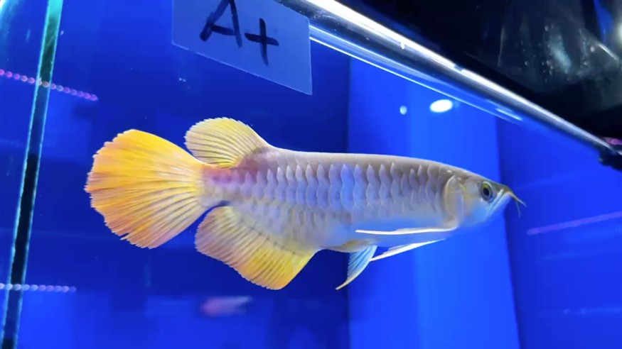 圣塔倫大湖魚 前鰭過腹自然下掛 大鰭大尾 七鰭舒展 尺寸27/28
