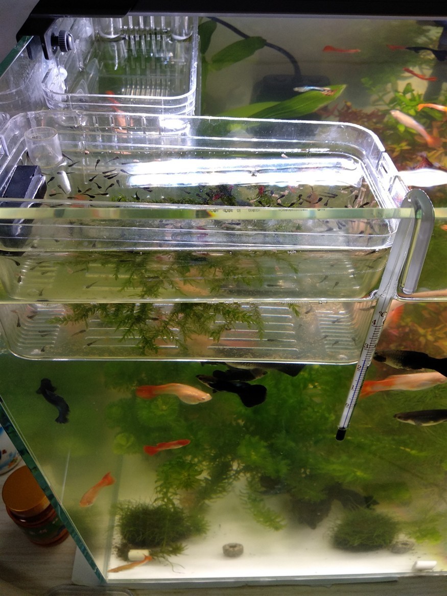 問問大家孔雀魚苗什么容器養(yǎng)？ 問問大家孔雀魚苗什么容器養(yǎng)？ 銀龍魚百科 第2張