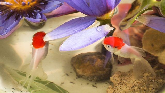 觀賞魚小白魚是什么魚類（小白魚的養殖技巧） 觀賞魚小白魚是什么魚類（小白魚的養殖技巧） 銀龍魚百科 第1張